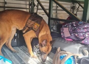 Cão da PM baiana acha drogas em mala em ônibus intermunicipal