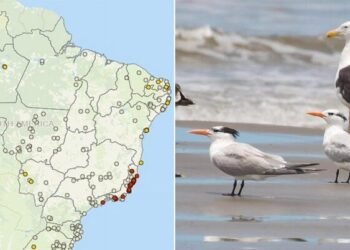 Bahia registra o primeiro caso de gripe aviária