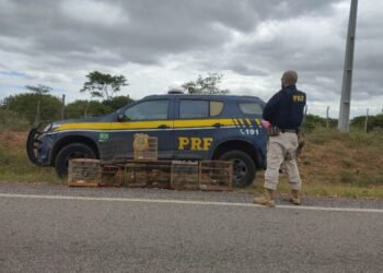 PRF resgata pássaros silvestres no interior baiano