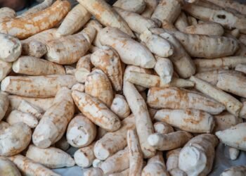 CAR apresenta ação Raízes da Bahia para fortalecer mandiocultura na agricultura familiar