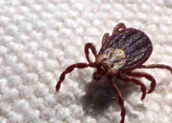 Mais dois municípios paulistas têm casos suspeitos de febre maculosa