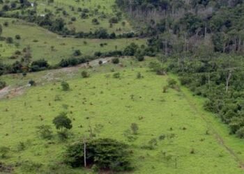 BB aceitará crédito de carbono em leilão de imóveis rurais