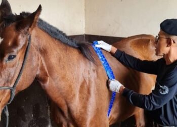 Esquadrão de Polícia Montada de Feira realiza curso de Socorrismo de Equinos