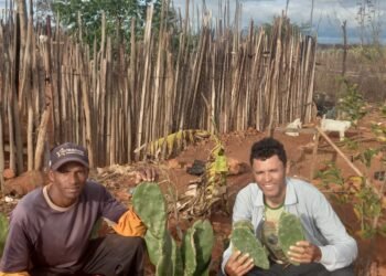 SDR entrega 90 mil mudas de Palmas para promover segurança alimentar de rebanhos bovinos da agricultura familiar