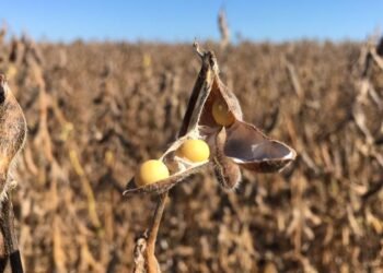 CMN flexibiliza crédito a agricultores de áreas com riscos climáticos