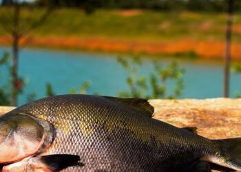Consumo de pescado cresce 65% no Brasil desde 2004