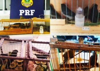 PRF resgata 16 pássaros transportados irregularmente em ônibus na Bahia