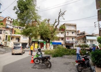 SESP realiza poda de árvores na área urbana do município  – Prefeitura Municipal de Candeias.