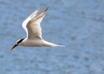 Governo de SP decreta estado de emergência por gripe aviária