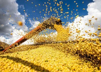 IBGE: apesar de estiagem, país teve safra recorde no ano passado