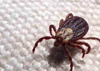 Caso suspeito de febre maculosa no Distrito Federal é descartado