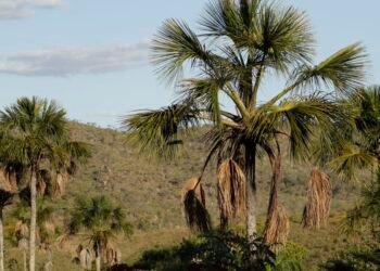 Exemplo de preservação, Quilombo Kalunga mantém nativo 83% do Cerrado