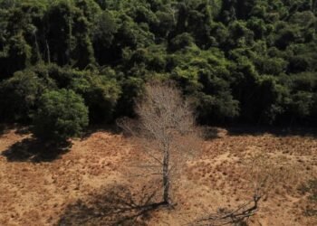Brasil perde 15% de florestas naturais em quase 40 anos, diz MapBiomas