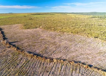 Bahia tem 2º maior desmatamento na Região do Cerrado