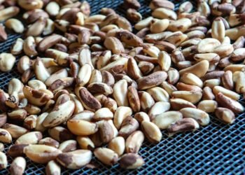 Governo abre consulta sobre certificação verde de produtos da Amazônia