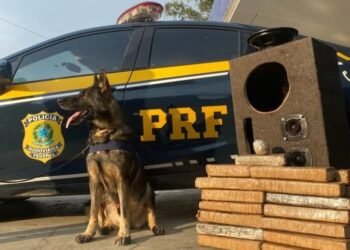 Cães ajudam em nova apreensão de drogas em caixa de som: quase 29 kg de maconha