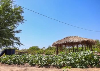 Sistema PAIS garante alimentação saudável a alunos da Escola Família Agrícola de Sobradinho