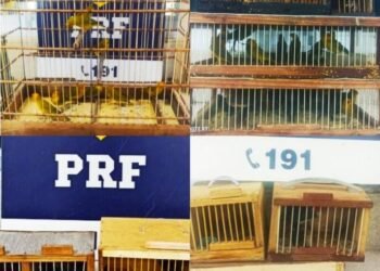 PRF resgata dezenas de pássaros em 4 ônibus na Bahia; alguns morreram