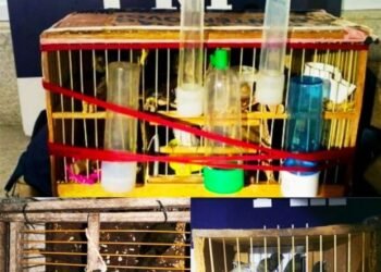 PRF detém três homens e resgata pássaros em ônibus na Bahia