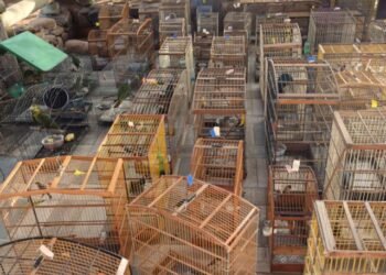 Operação resgata dezenas de pássaros e répteis no interior baiano