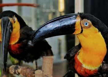 Museu de Zoologia, no Rio, apresenta mostra sobre ciência e sociedade