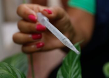 Incorporação de vacina contra dengue ao SUS deve sair ainda este ano