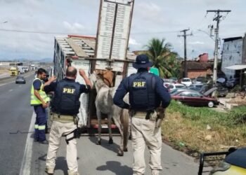 PRF e Via Bahia fazem operação para recolher de animais soltos na Bahia