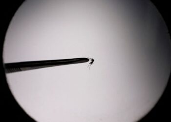 Casos de dengue crescem 587% no estado do Rio