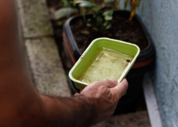 Vacina da dengue agrega outras estratégias de combate, diz ministério