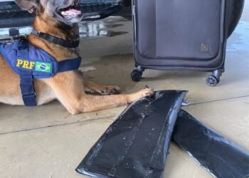 PRF prende traficante com cocaína em mala de viagem na Bahia