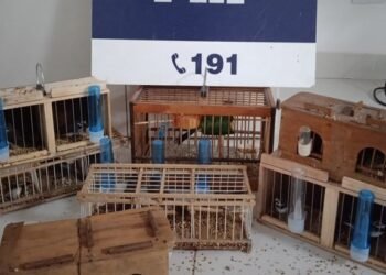 PRF resgata mais de uma dezena de aves silvestres em ônibus na Bahia