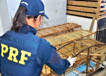 PRF resgata mais de 50 animais silvestres na Bahia