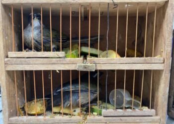 PRF flagra crime ambiental e resgata pássaros silvestres na Bahia