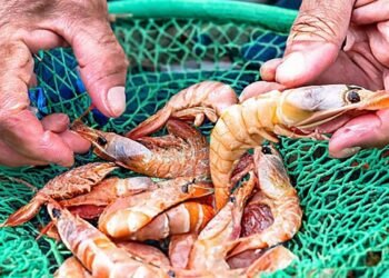 Período de defeso de cinco espécies de camarão começa neste domingo
