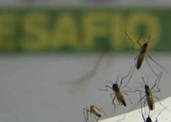 Com epidemia, Rio tem recorde de internações por dengue em janeiro
