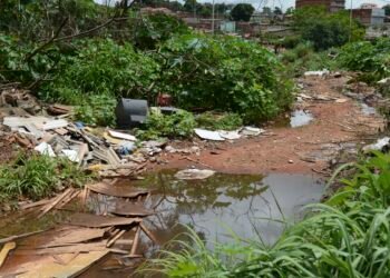 UnB faz pesquisas para controlar Aedes aegypti