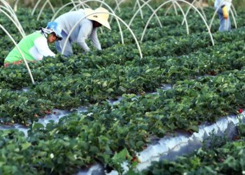 BNDES amplia financiamento para cooperativas agropecuárias