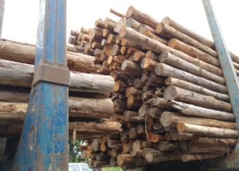 Homem é preso furtando madeira na Bahia