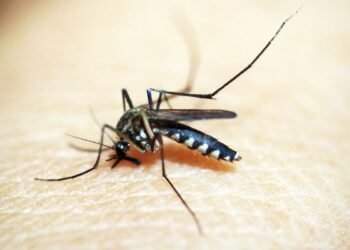 Dengue: 80% dos hospitais privados de SP têm alta em internações