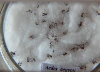 Minas Gerais responde por um em cada três casos de dengue no país