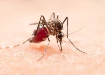 Bahia atinge 16 mortes por dengue, 54 mil possíveis casos e 175 em situação de epidemia