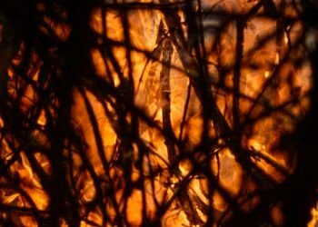 Entenda a estratégia do Brasil para a transformação ecológica