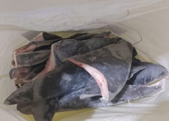 Governo estabelece cota para captura de peixes em 2024