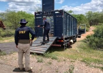 PRF e Guarda Municipal recolhem animais soltos em BR’s na Bahia