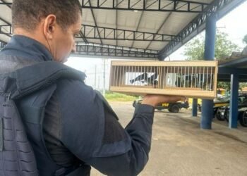 PRF flagra transporte ilegal de aves silvestres no interior baiano