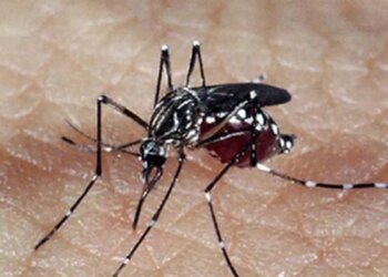 Brasil tem 391 mortes por dengue
