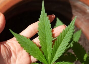 STF suspende julgamento sobre descriminalização do porte de drogas