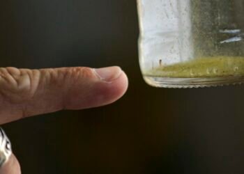 Sobe para 27 o número de mortes por dengue no estado de SP