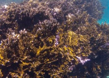 BNDES criará fundo de R$ 60 milhões para preservação de corais