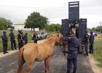 PM, PRF e Guarda Municipal recolhem animais soltos na Bahia